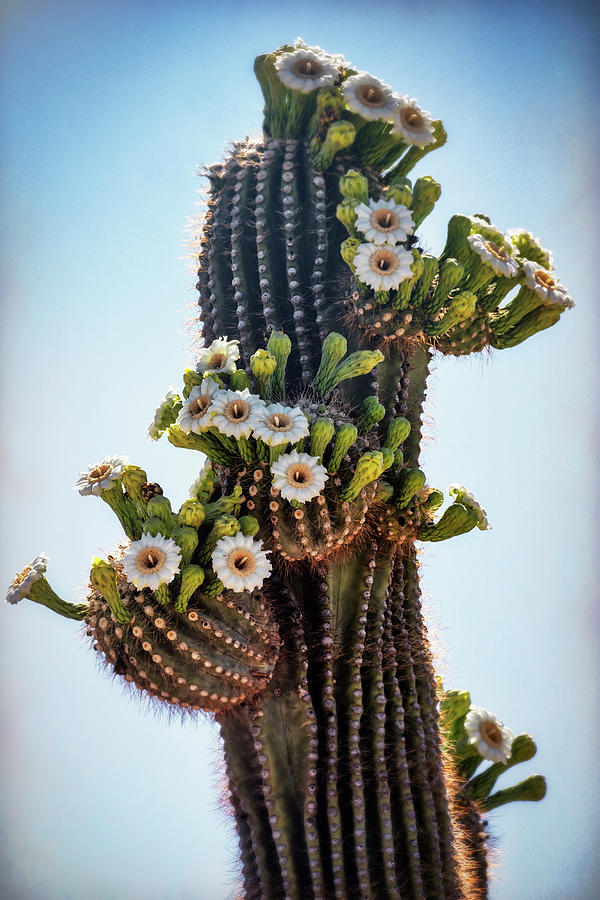 Saguaro In Bloom