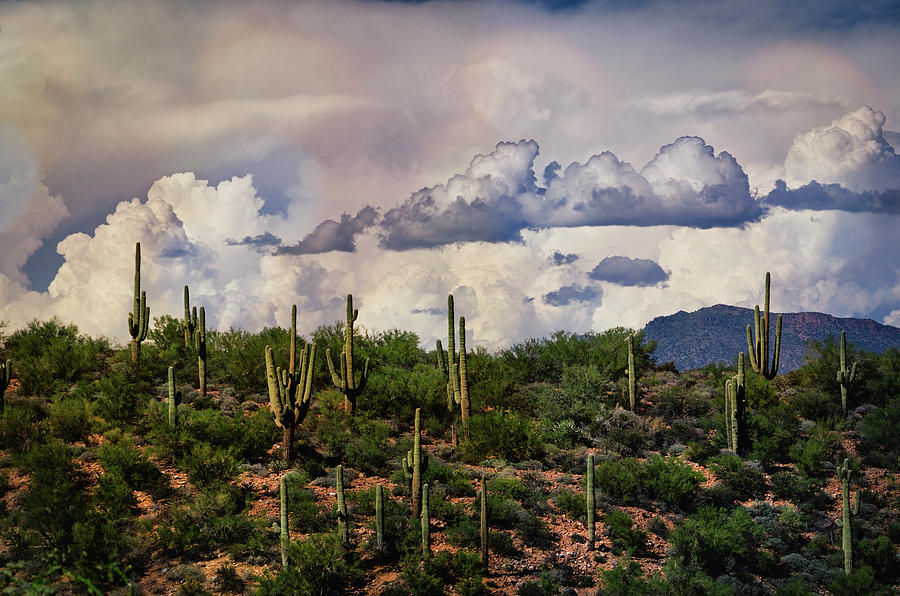 Saguaro In The Clouds  Photograph by Saija Lehtonen