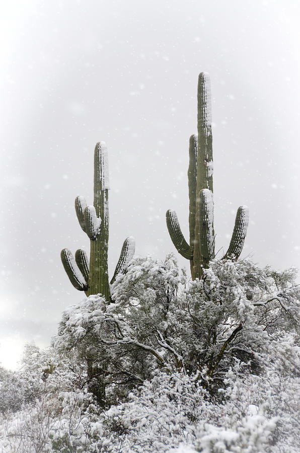 Saguaro In The Snow  Photograph by Saija Lehtonen