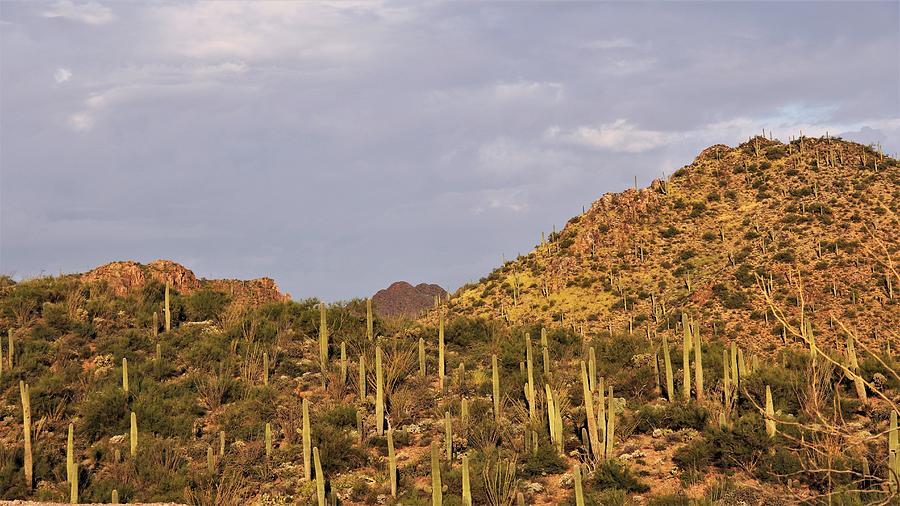 Saguaro in the sun Photograph by Martin Stutzman - Fine Art America