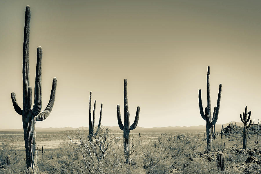 Saguaro Landscape Sepia Photograph by Jennifer Wright