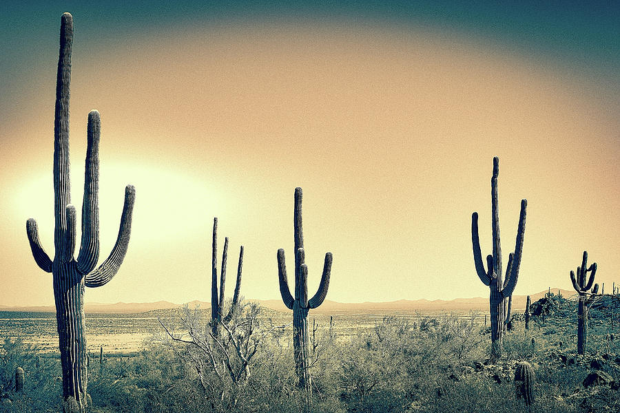 Saguaro Landscape Split Tone Photograph by Jennifer Wright