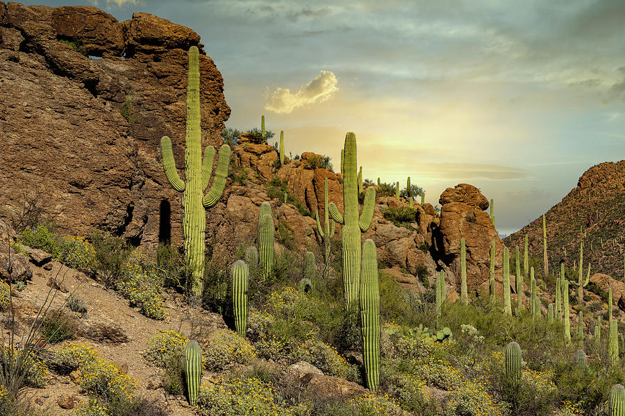 Saguaro Landscape Tucson Arizona Photograph by Stephen Stookey Pixels