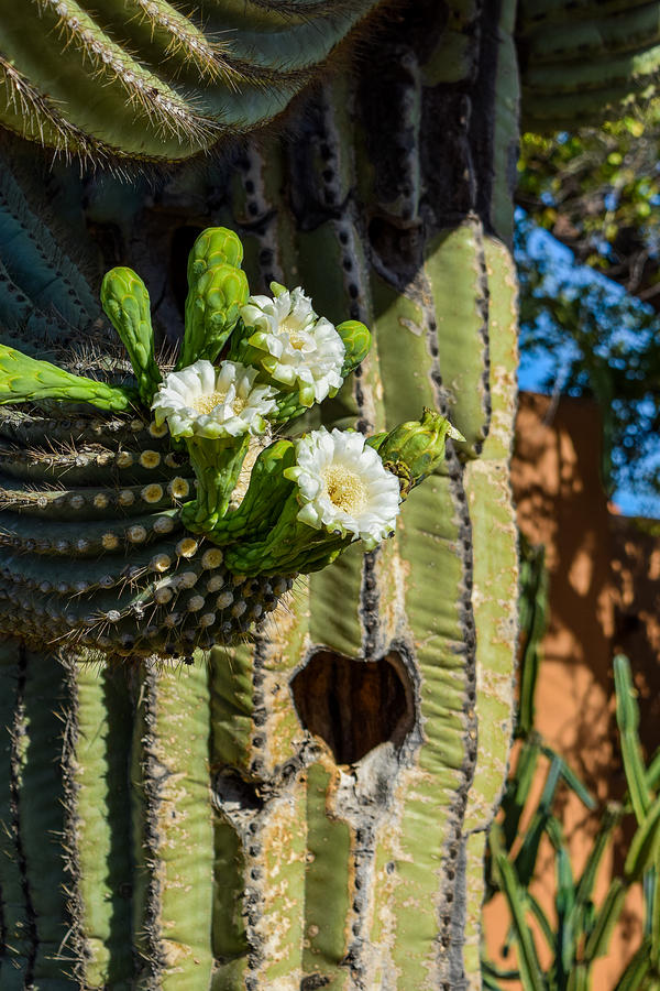 Saguaro Love Photograph by Bonny Puckett