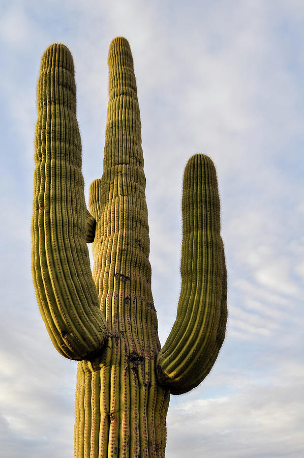 Saguaro Magic Hour Portrait Photograph by Kyle Hanson