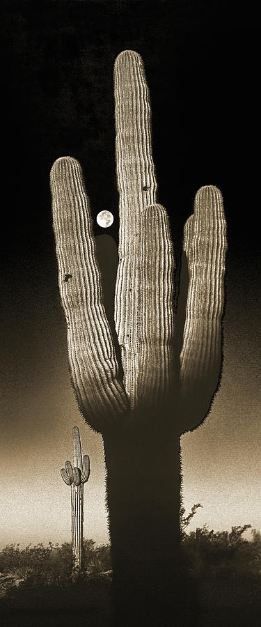Saguaro Moon Sepia Panorama, Arizona Photograph by Don Schimmel