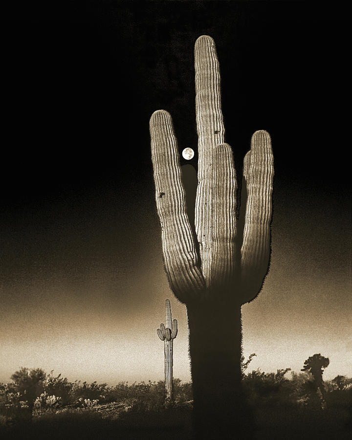 Saguaro Moon Sepia, Sonoran Desert, Arizona Photograph by Don Schimmel