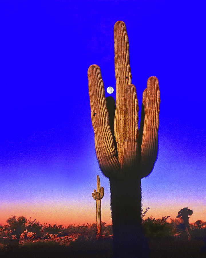Saguaro Moon, Sonoran Desert, Arizona Photograph by Don Schimmel
