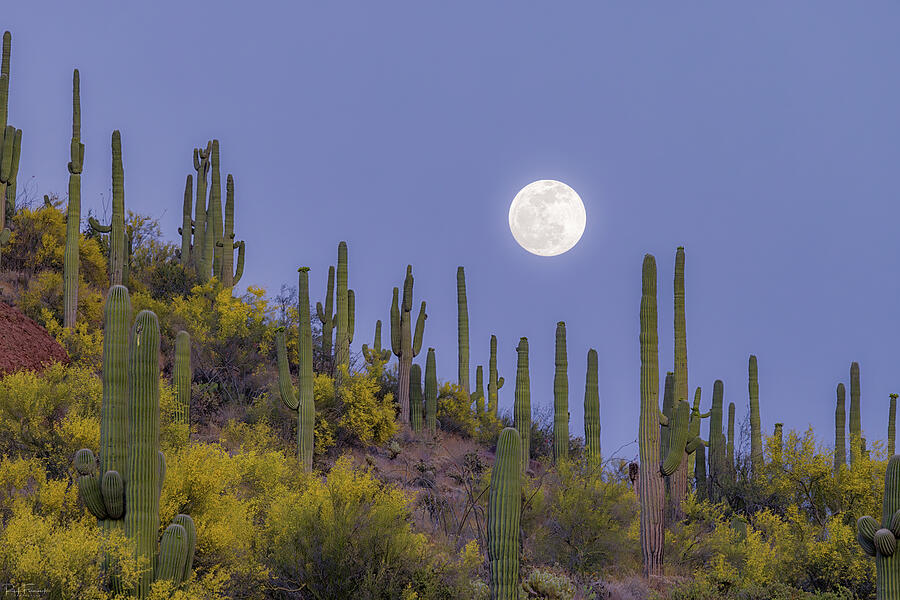 Saguaro Moonrise Photograph by Rick Furmanek