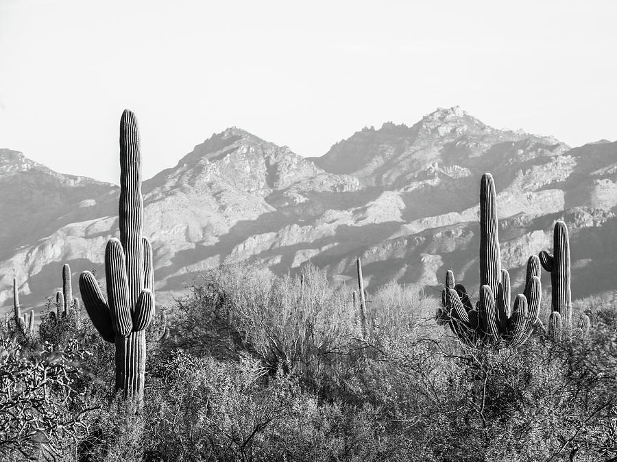 Saguaro National Monument in Black and White Photograph by Katie Dobies