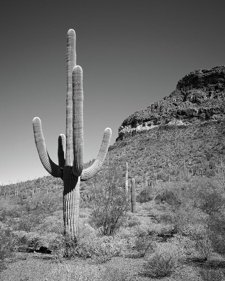 Saguaro National Park 5 Photograph by Mike McGlothlen