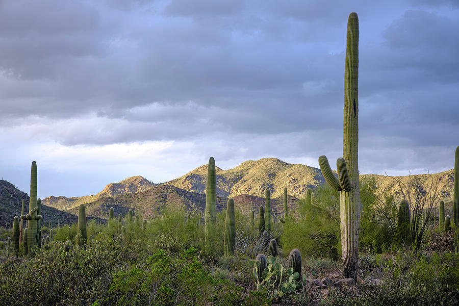 Saguaro National Park Arizona in Winter Photograph by Mary Lee Dereske