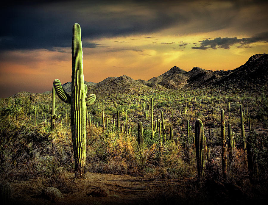 Saguaro National Park at Sunset Photograph by Randall Nyhof