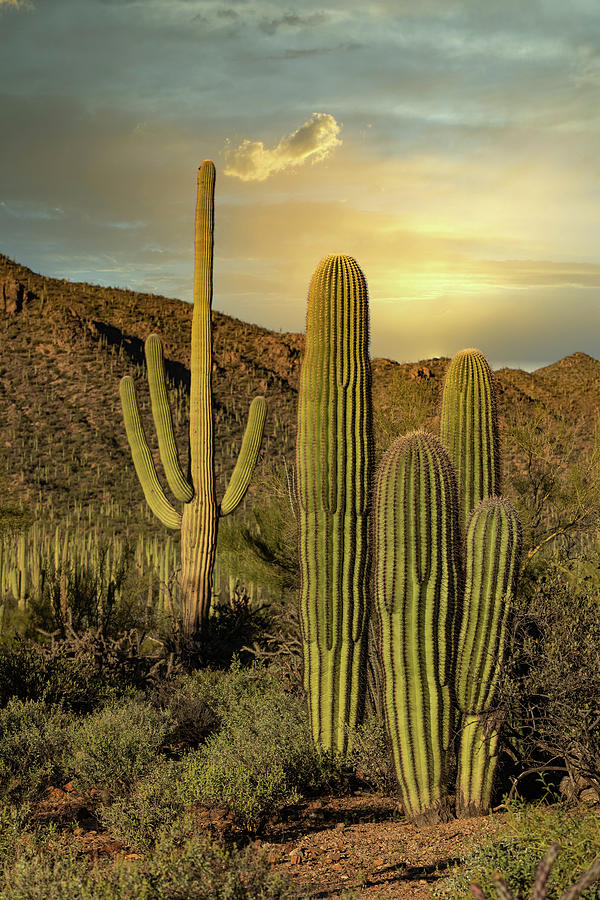 Saguaro National Park - Desert Portrait Photograph by Stephen Stookey