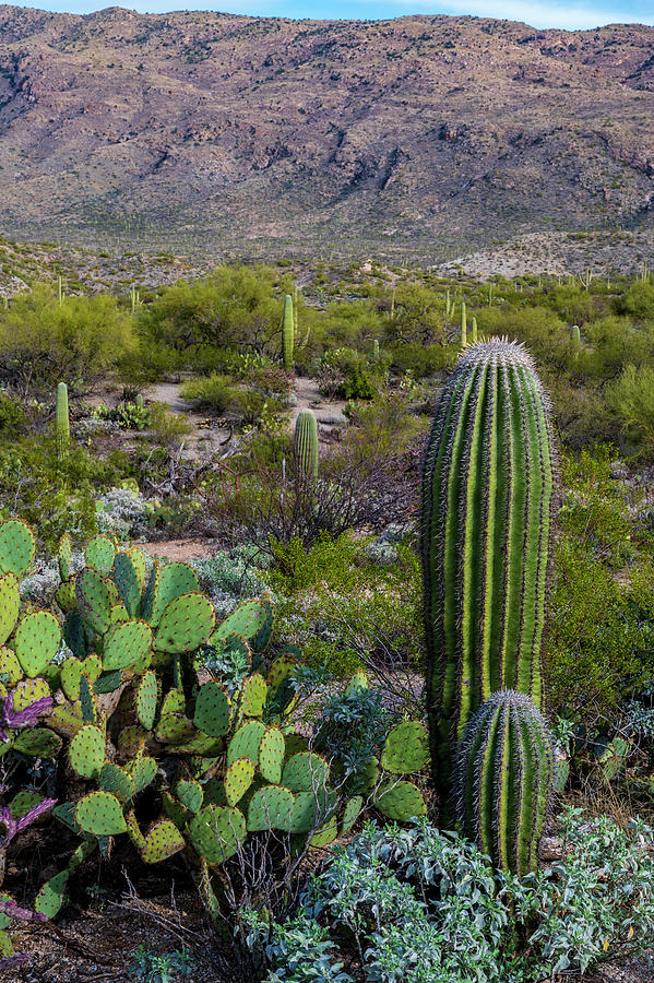 Saguaro National Park East, 9 Tucson, Arizona Photograph by Jon ...