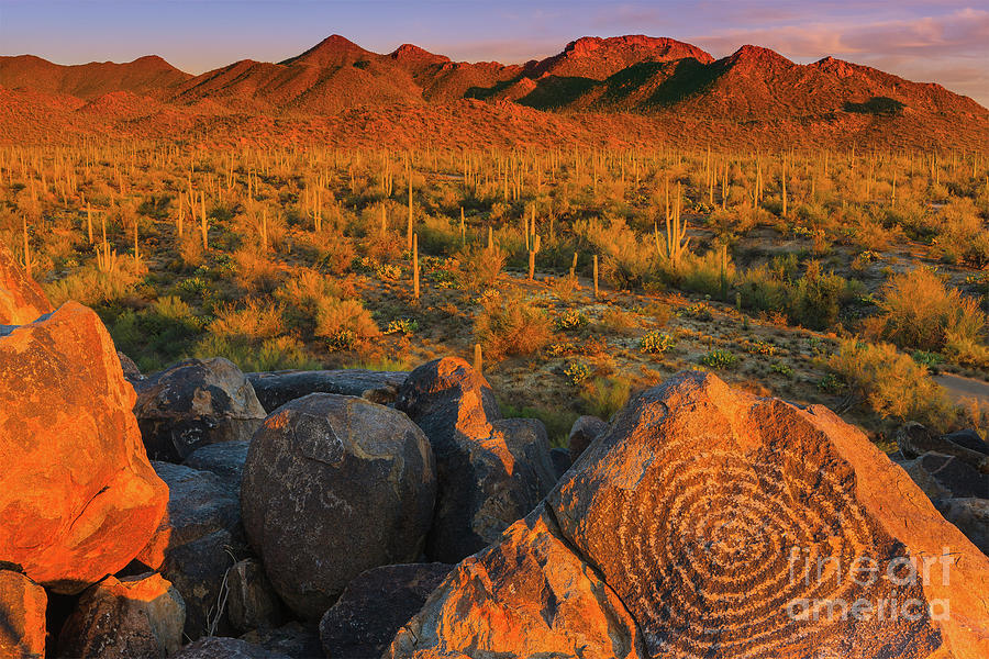 Saguaro National Park Photograph by Henk Meijer Photography