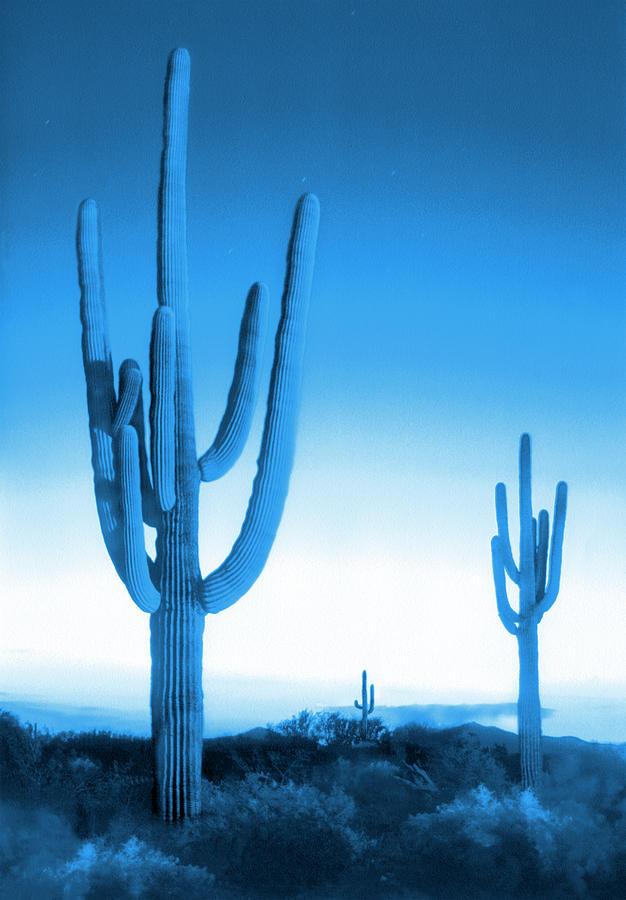 Saguaro National Park in Blue Photograph by Mike McGlothlen