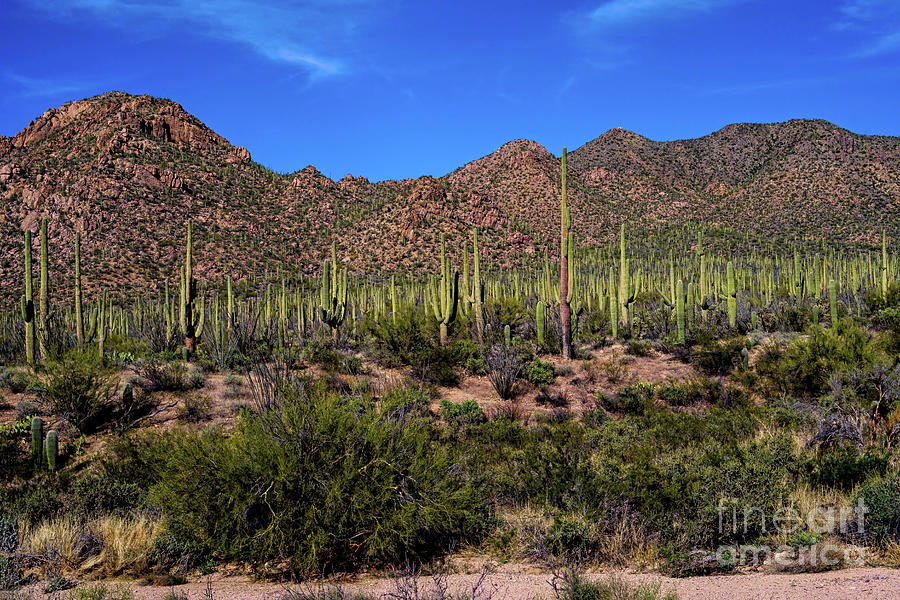 Saguaro National Park Photograph by Jon Burch Photography