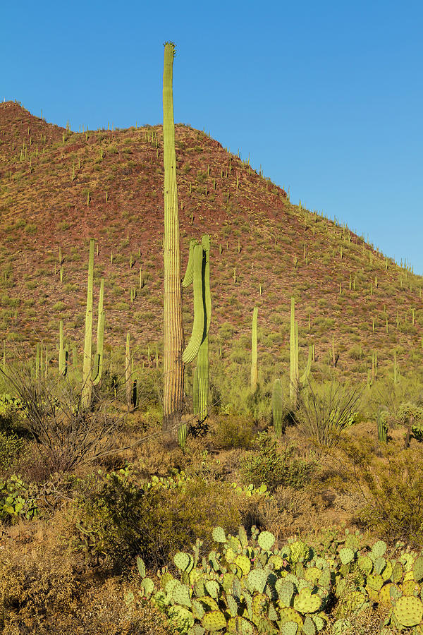 SAGUARO NATIONAL PARK Natural scenic impression Photograph by Melanie