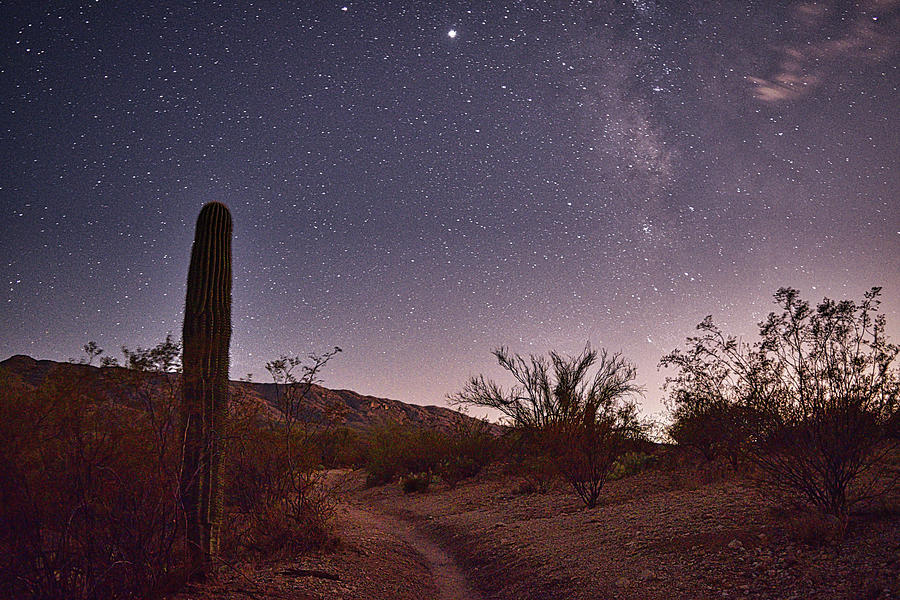 Saguaro National Park Stars Photograph by Chance Kafka