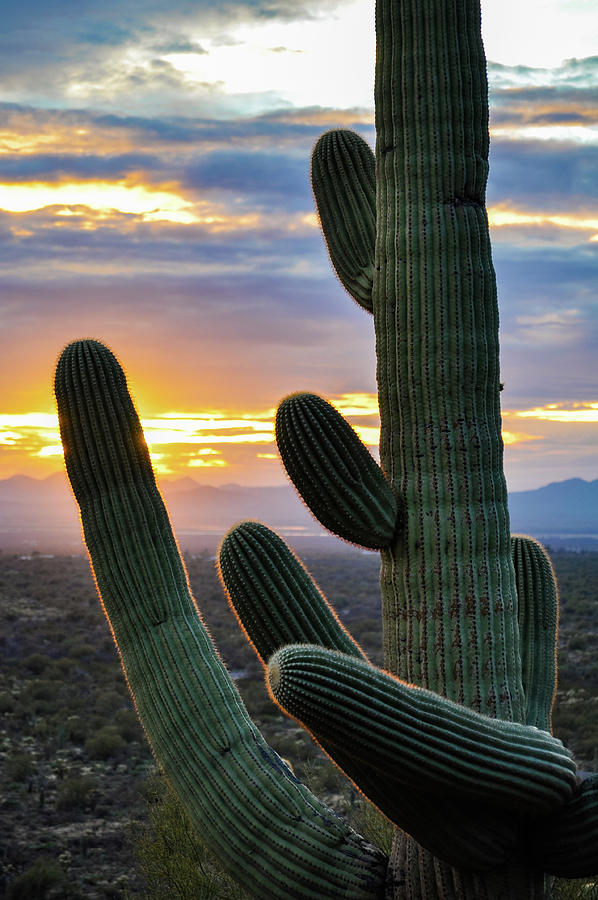 Saguaro National Park Sunset Portrait Photograph by Kyle Hanson
