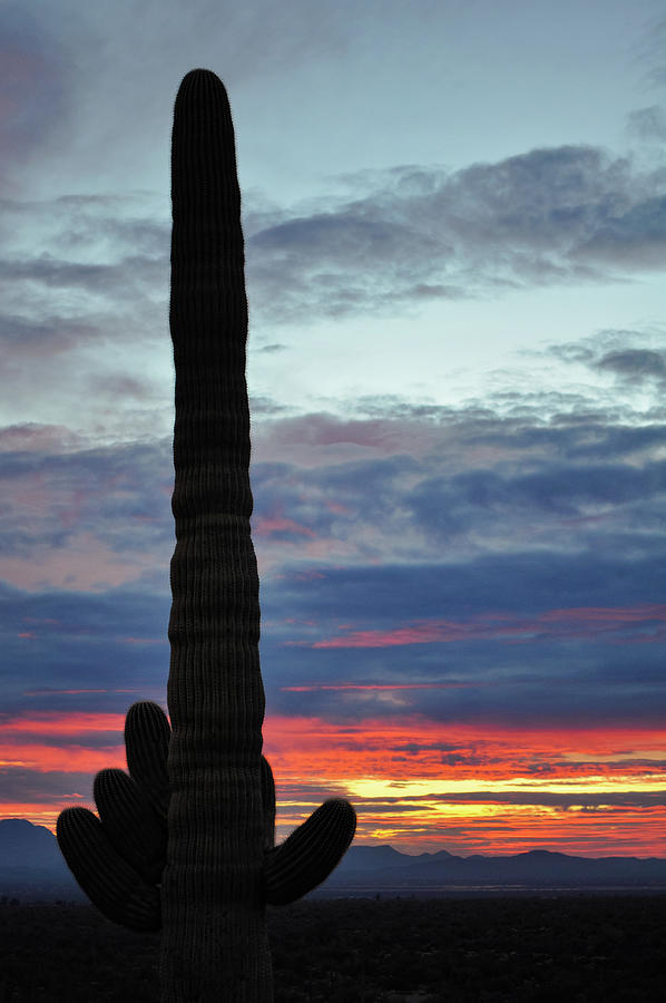 Saguaro Nights Photograph by Kyle Hanson