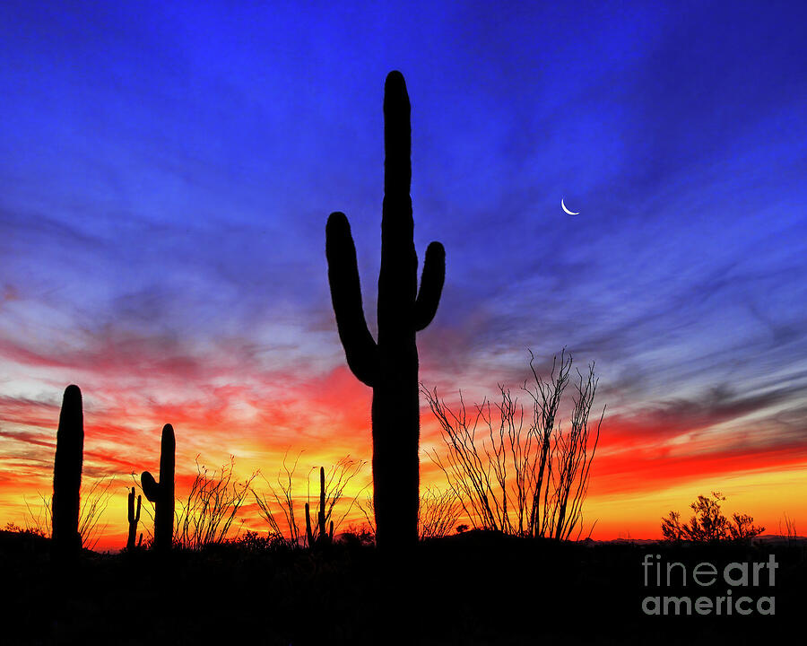 Saguaro Ocotillo Sunset Crescent Moon, Arizona Photograph by Don Schimmel