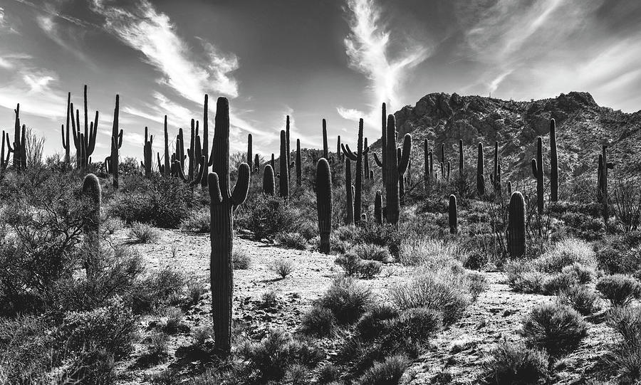 Saguaro On The Hill In Monochrome Photograph by Saija Lehtonen - Fine ...