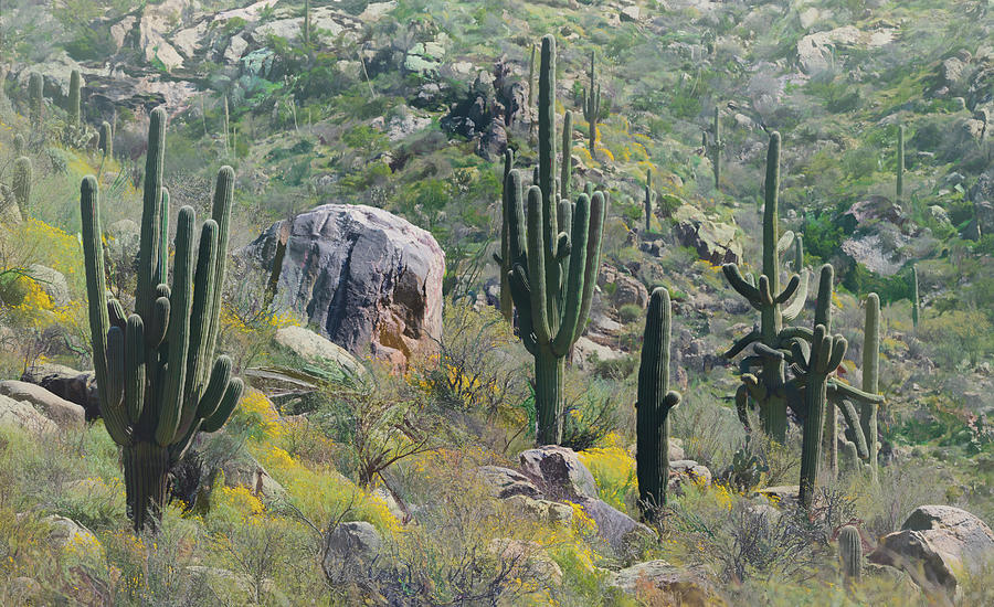 Saguaro On The Hill  Photograph by Saija Lehtonen