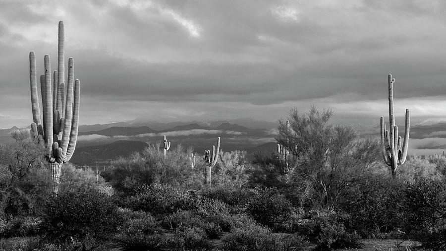 Saguaro On The Horizon Photograph by Saija Lehtonen - Fine Art America