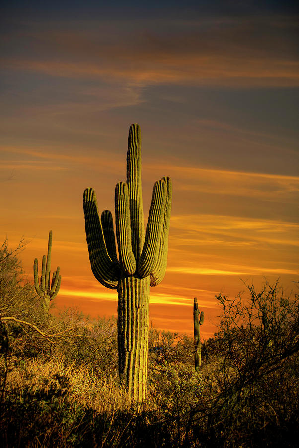 Saguaro Photograph by Patricia Fiedler - Fine Art America