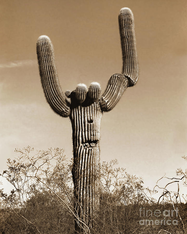 Saguaro People Photograph by Don Schimmel