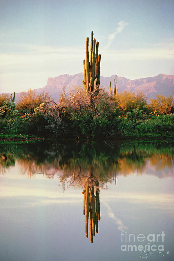 Saguaro Reflection Photograph by Joanne West