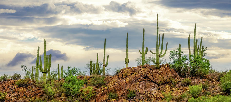 Saguaro Ridge Photograph by Kevin Schwalbe