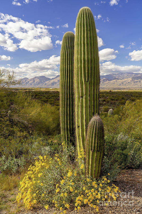 Saguaro Photograph by Roxie Crouch