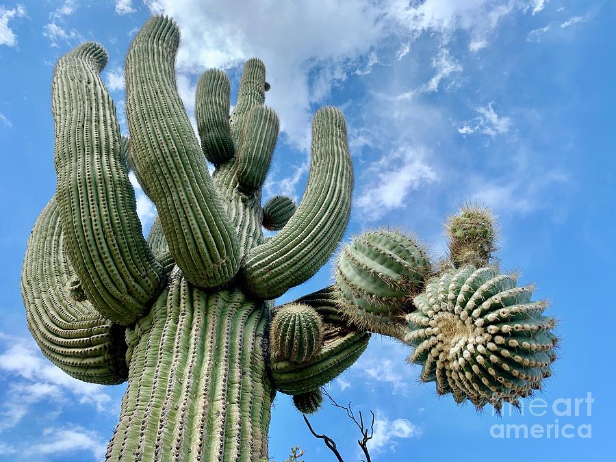 Saguaro Photograph by Sean Griffin