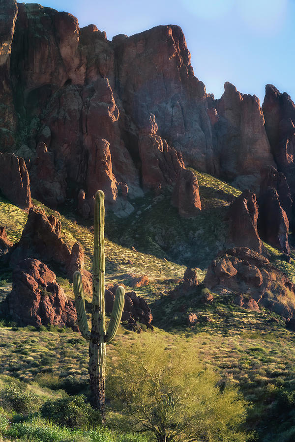 Saguaro Sentinel Of The Supes  Photograph by Saija Lehtonen