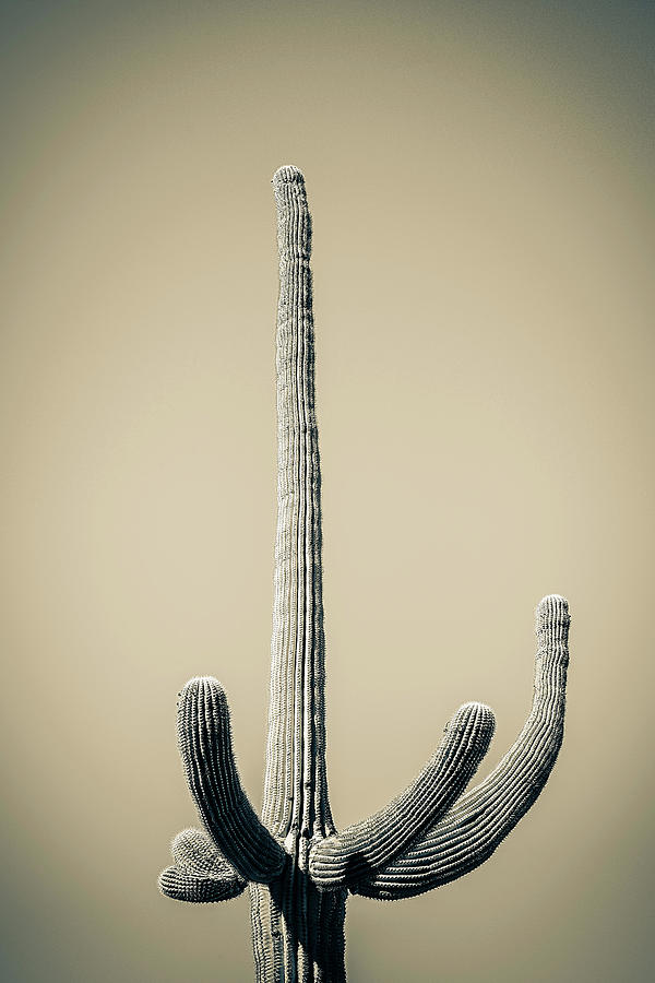 Saguaro Sepia Photograph by Jennifer Wright
