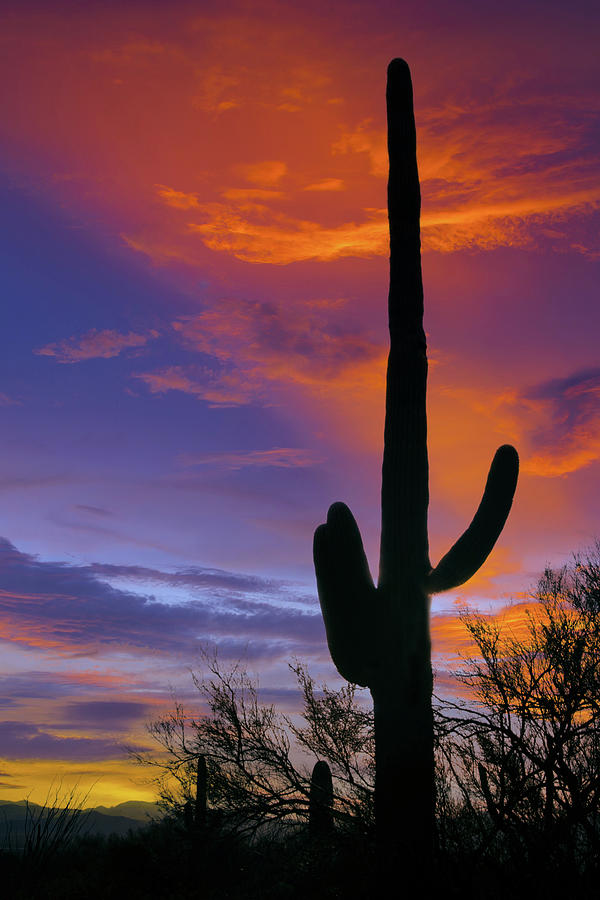 Saguaro Silhouette Photograph by Barbara Manis