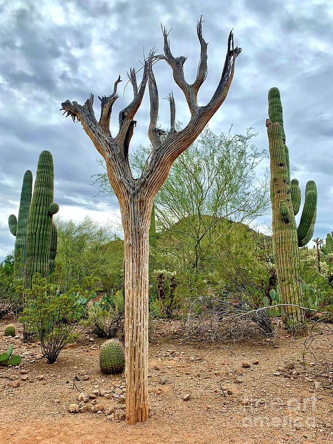 Saguaro Skeleton Photograph by Sean Griffin
