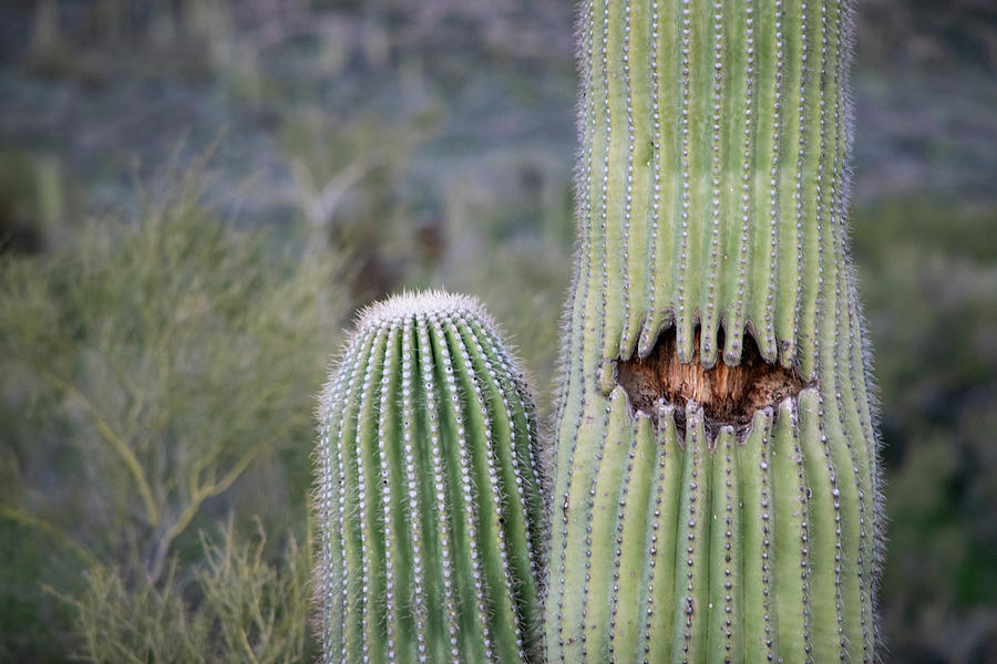 Saguaro Smile Photograph by Bonny Puckett