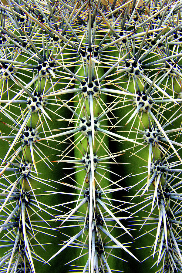 Abstract Photograph - Saguaro Spines by Douglas Taylor