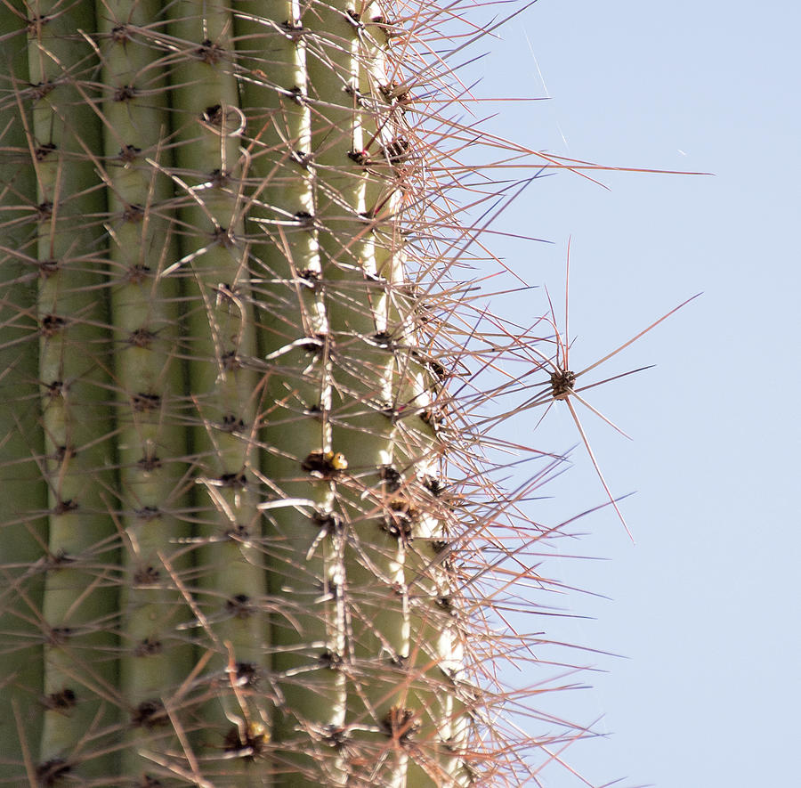 Saguaro Spines Photograph by Laurel Powell