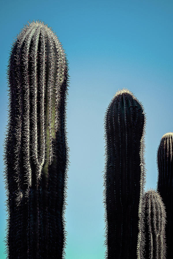 Saguaro Stand  Photograph by Jennifer Wright