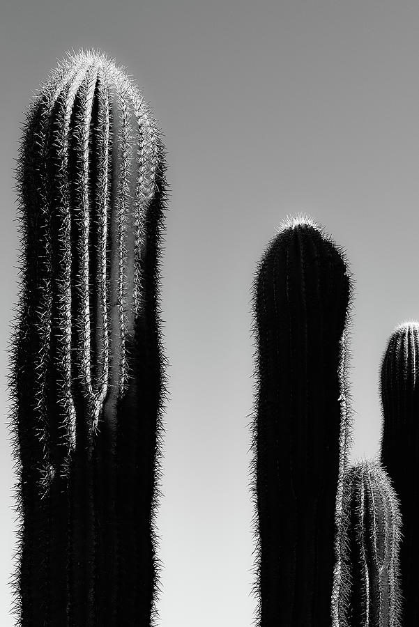 Saguaro Stand Silhouette BW   Photograph by Jennifer Wright