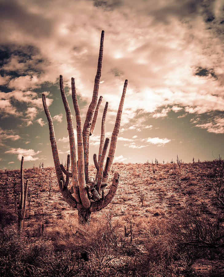 Saguaro Standing Tall Photograph by Kevin Schwalbe