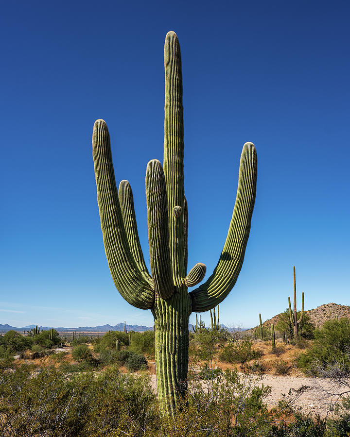 Saguaro Standing Tall Photograph by Monica Guidi - Fine Art America