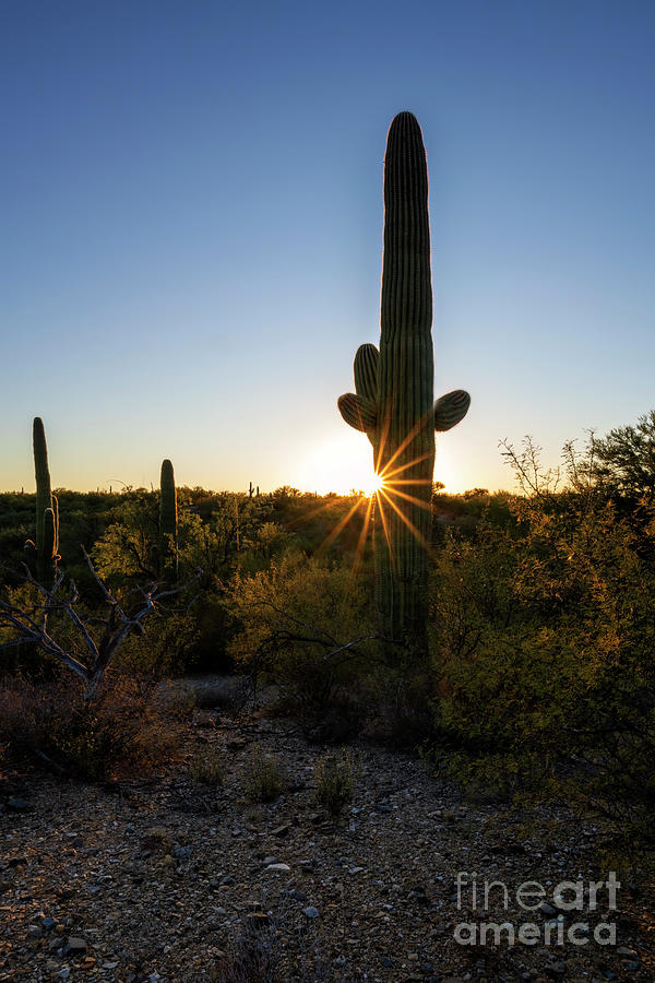 Saguaro Sunbeams Photograph by Michael Dawson - Fine Art America