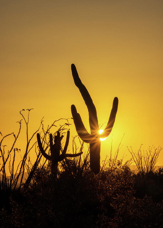 Saguaro Sunburst Silhouette - Vertical Photograph by Patti Deters ...