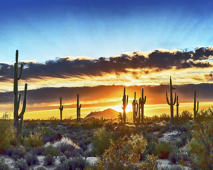 Saguaro Sunrise, Arizona Photograph by Don Schimmel